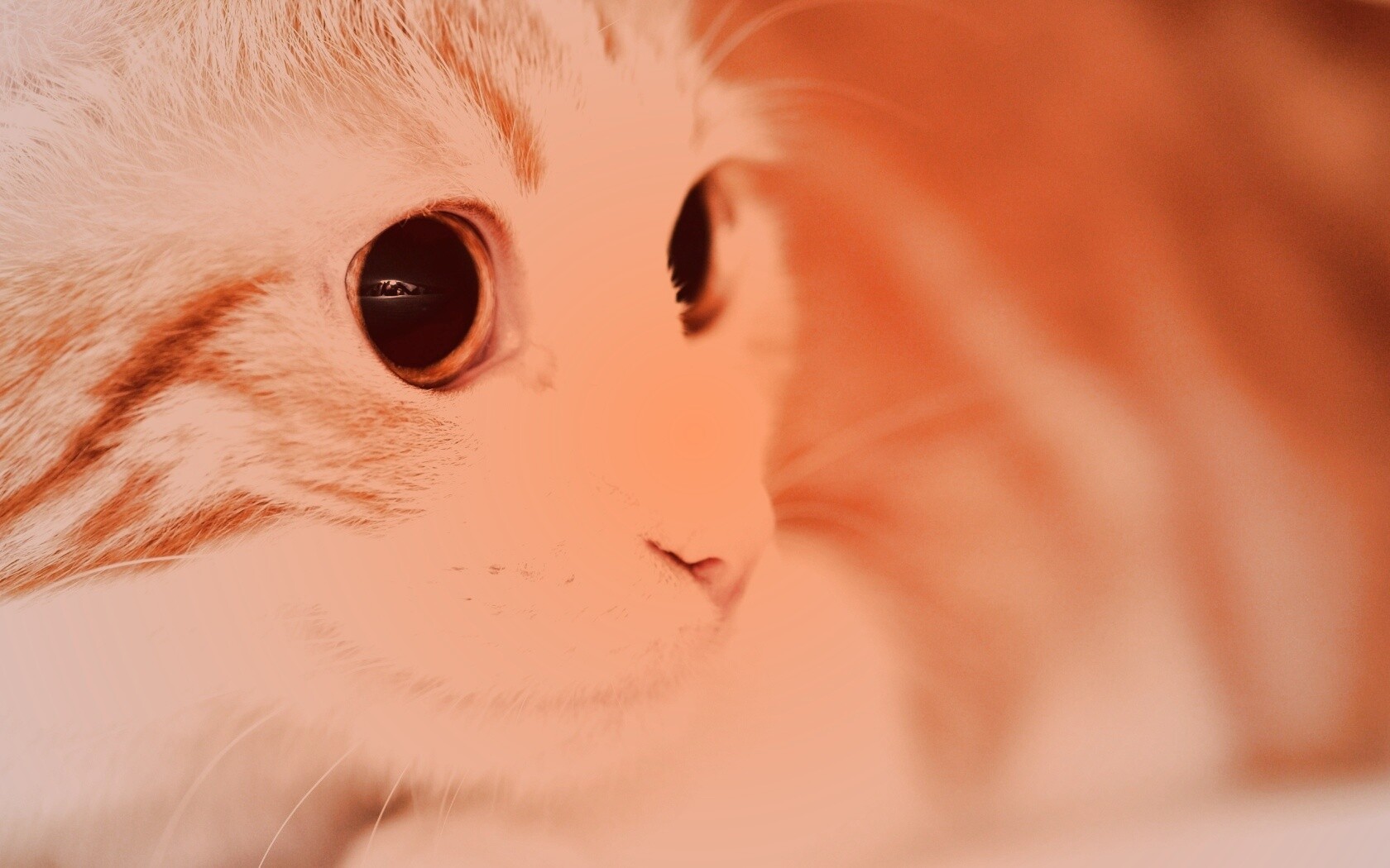 Кот с большими глазами обои
