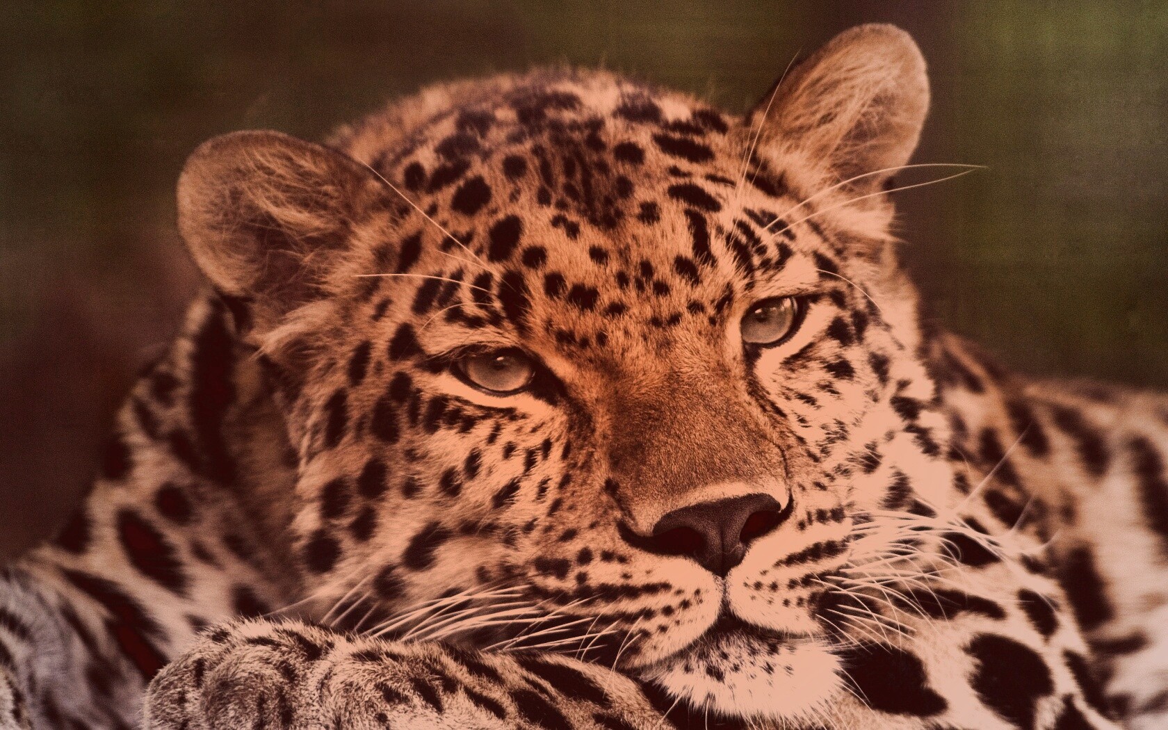 Злопасный ягуляр обои