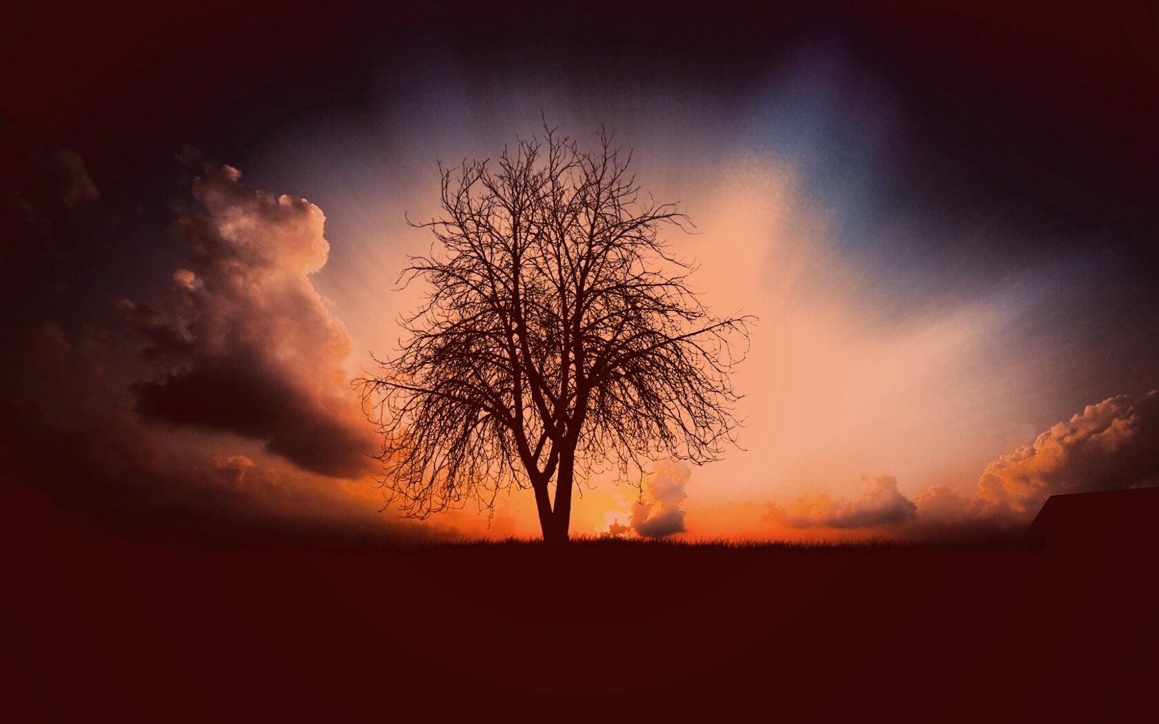 Дерево на закате обои
