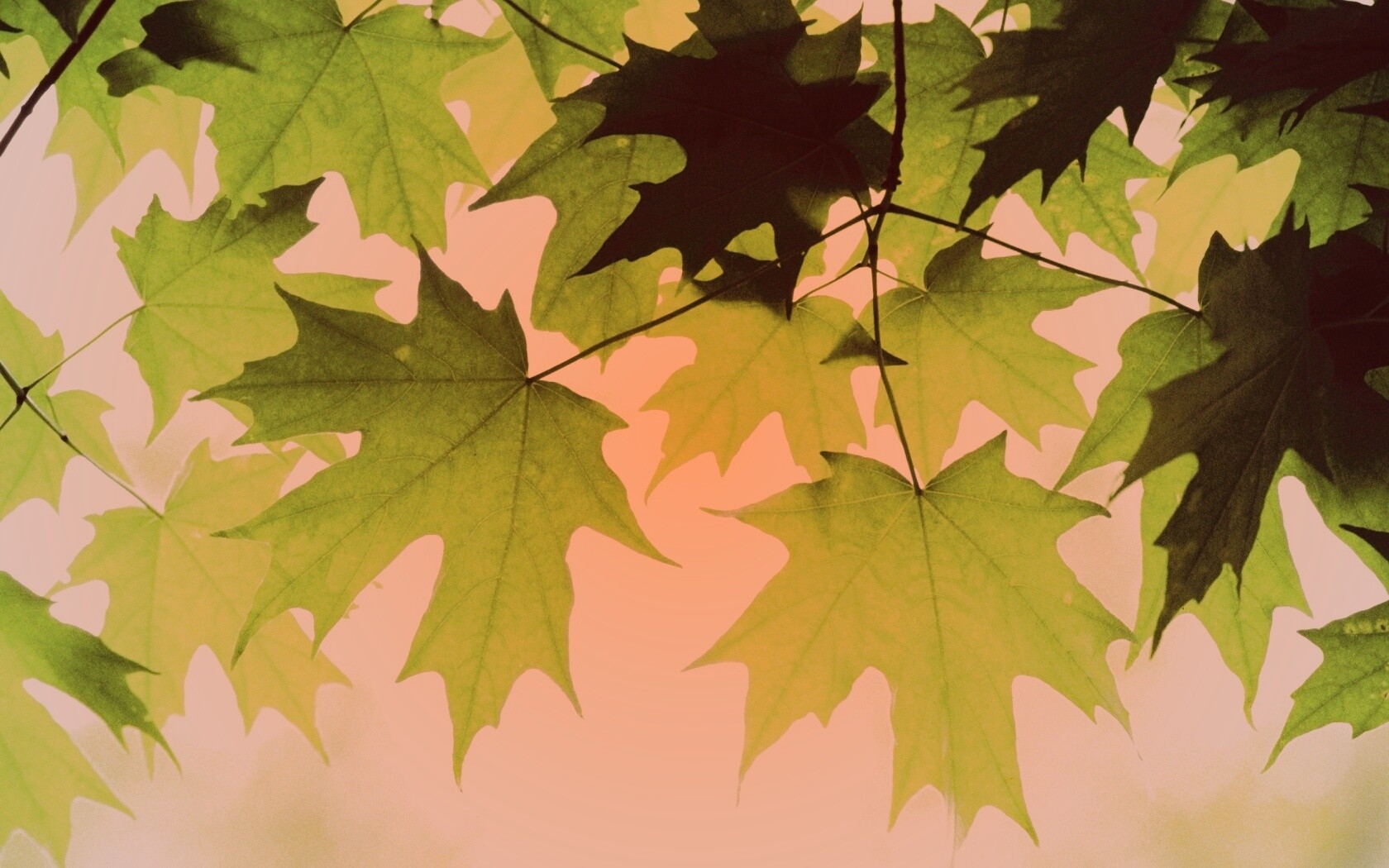 Кленовые листья обои