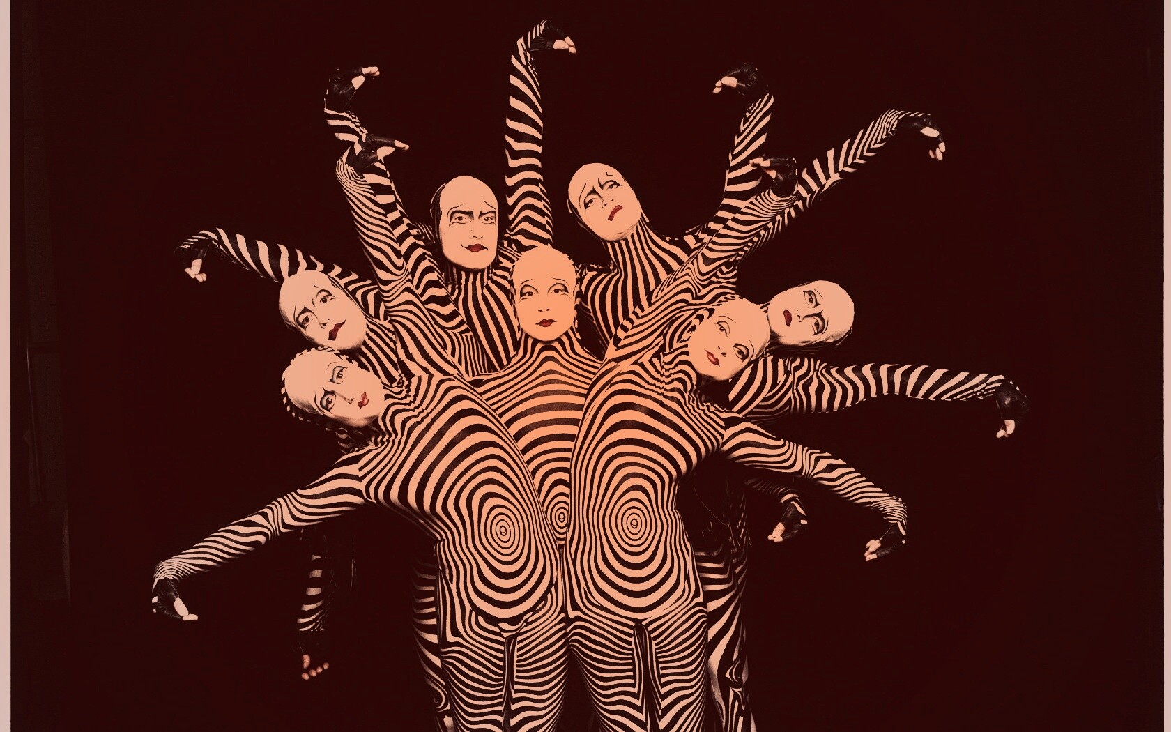 Зеброиды (актеры цирка дю солей) обои