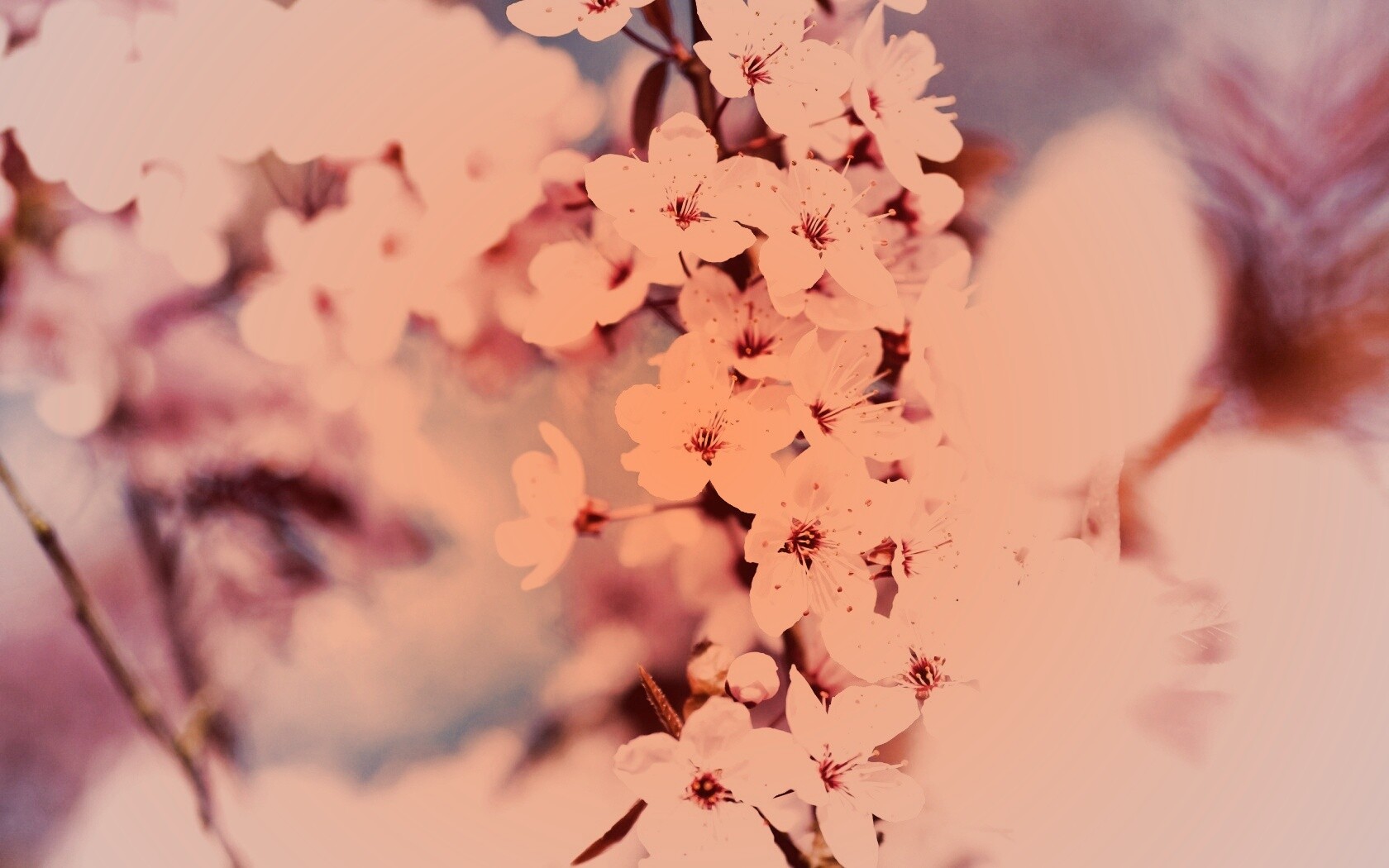 Цветение вишни обои