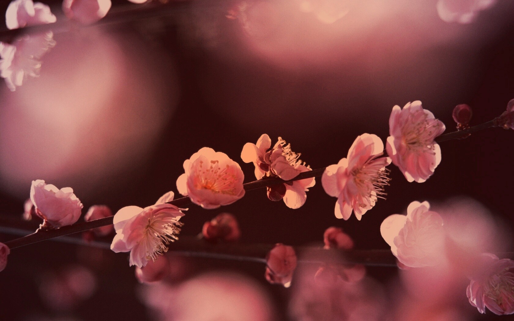 Цветущая вишня обои