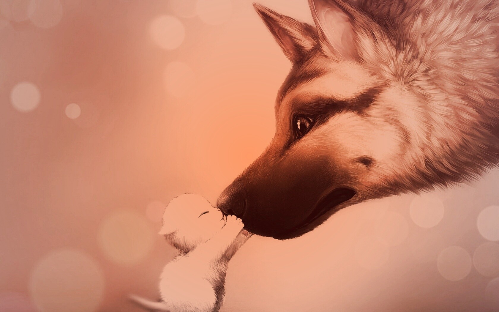 Овчарка и котенок обои