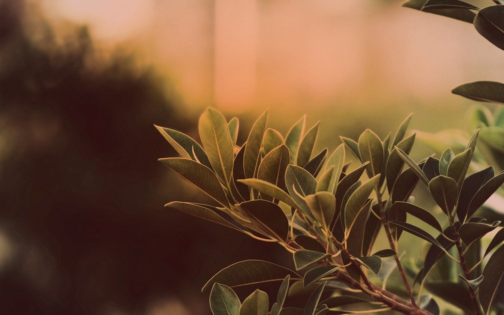 Листья обои