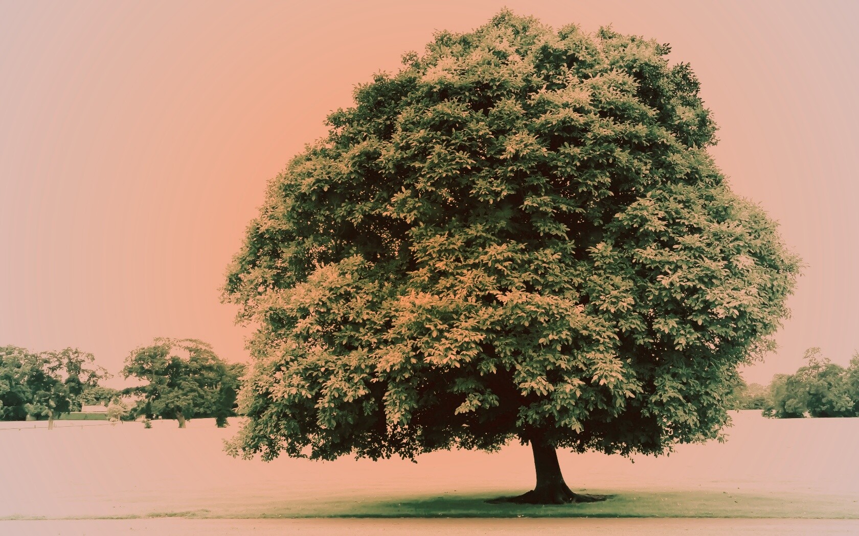 Зеленое ирландское дерево обои