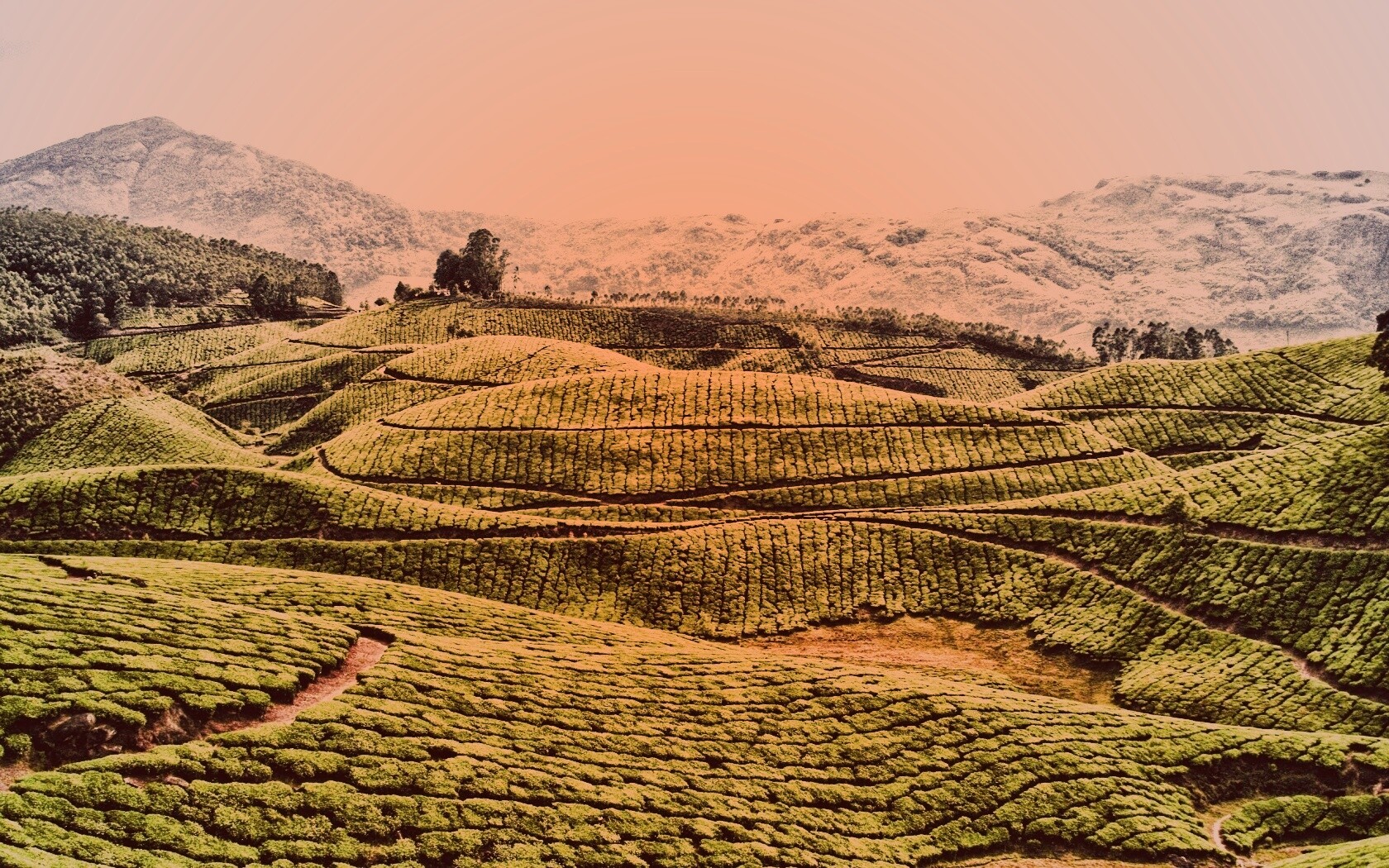 Плантации в Индии обои