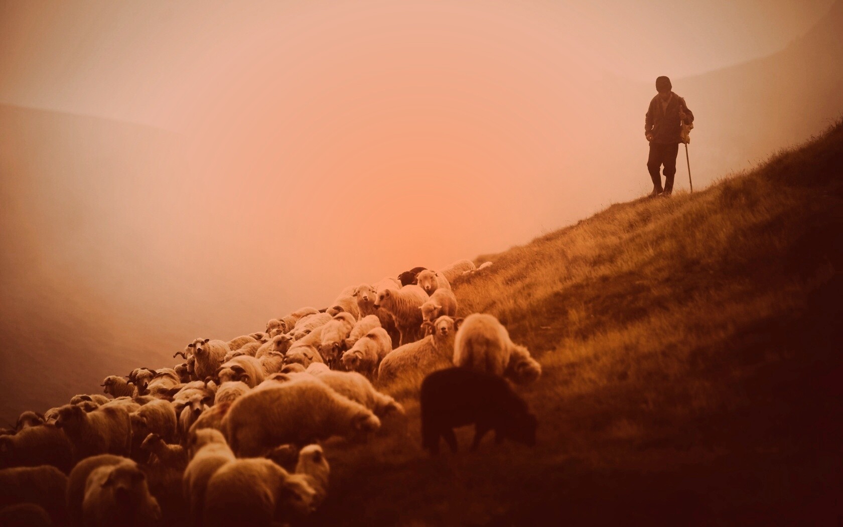 Пастух и стадо обои