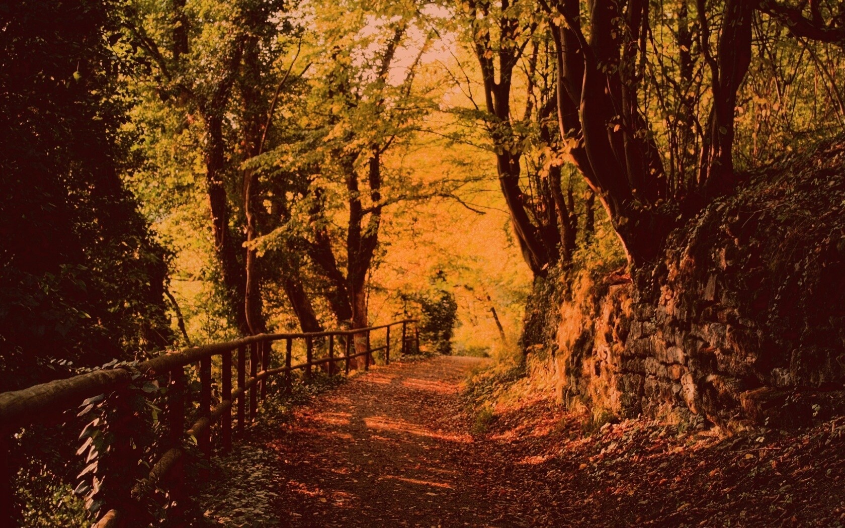 Лесная дорожка обои