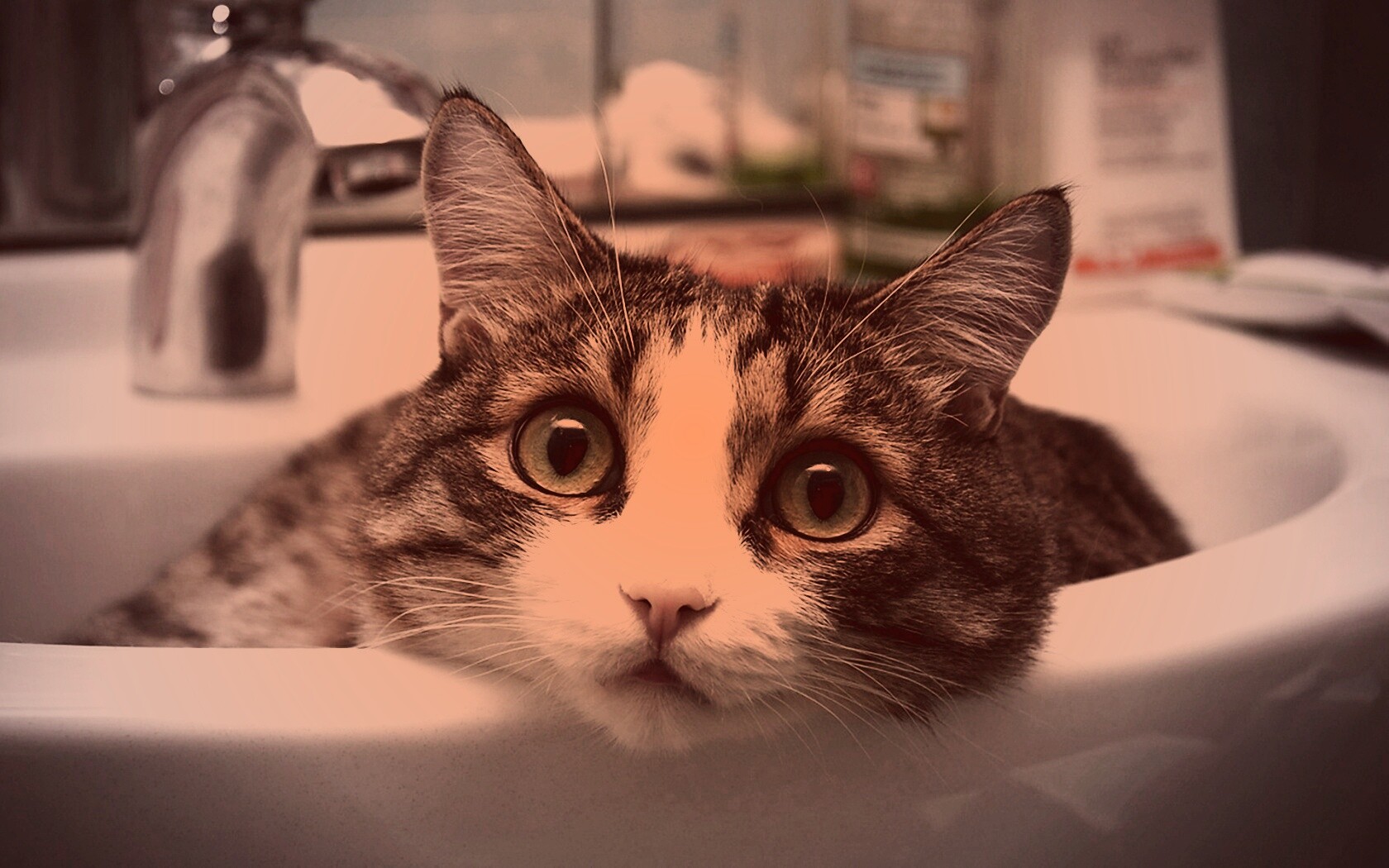 Кошак выглядывает из раковины обои