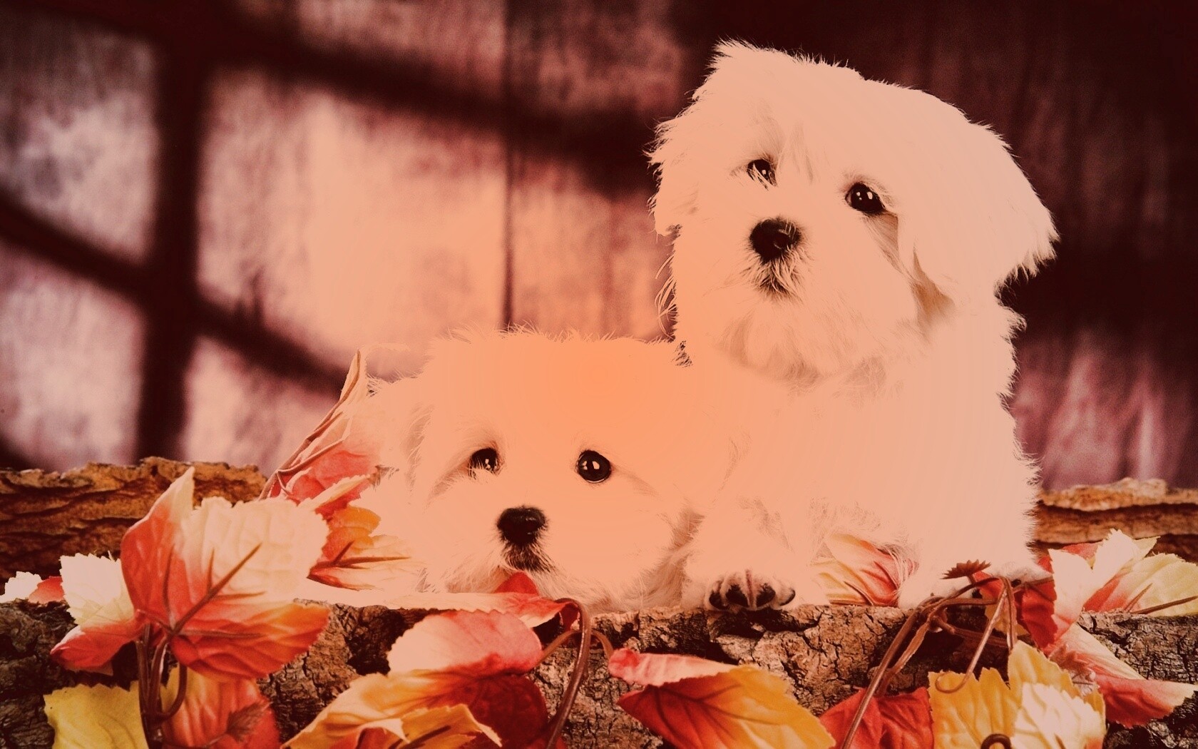 Два белых и пушистых пёсика  обои