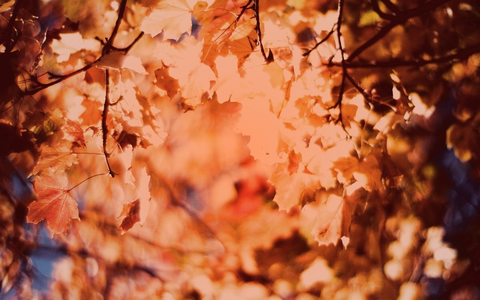 Жёлтые листья обои