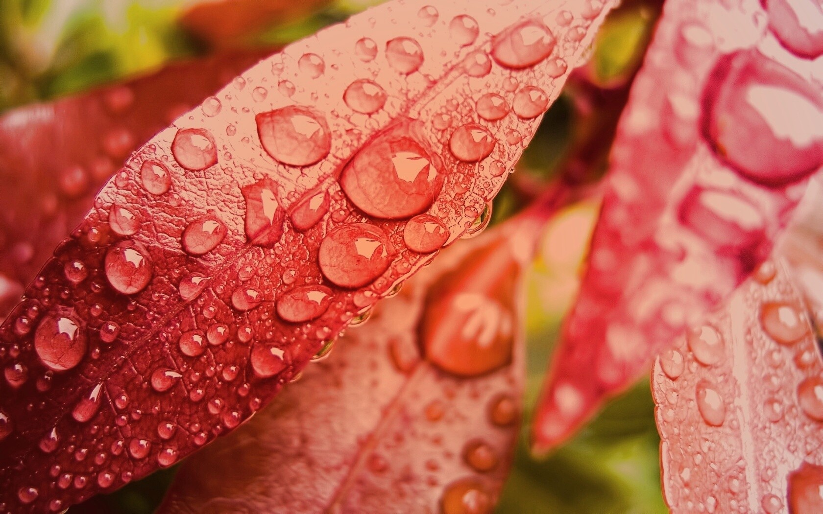 Капли росы на красных листьях обои