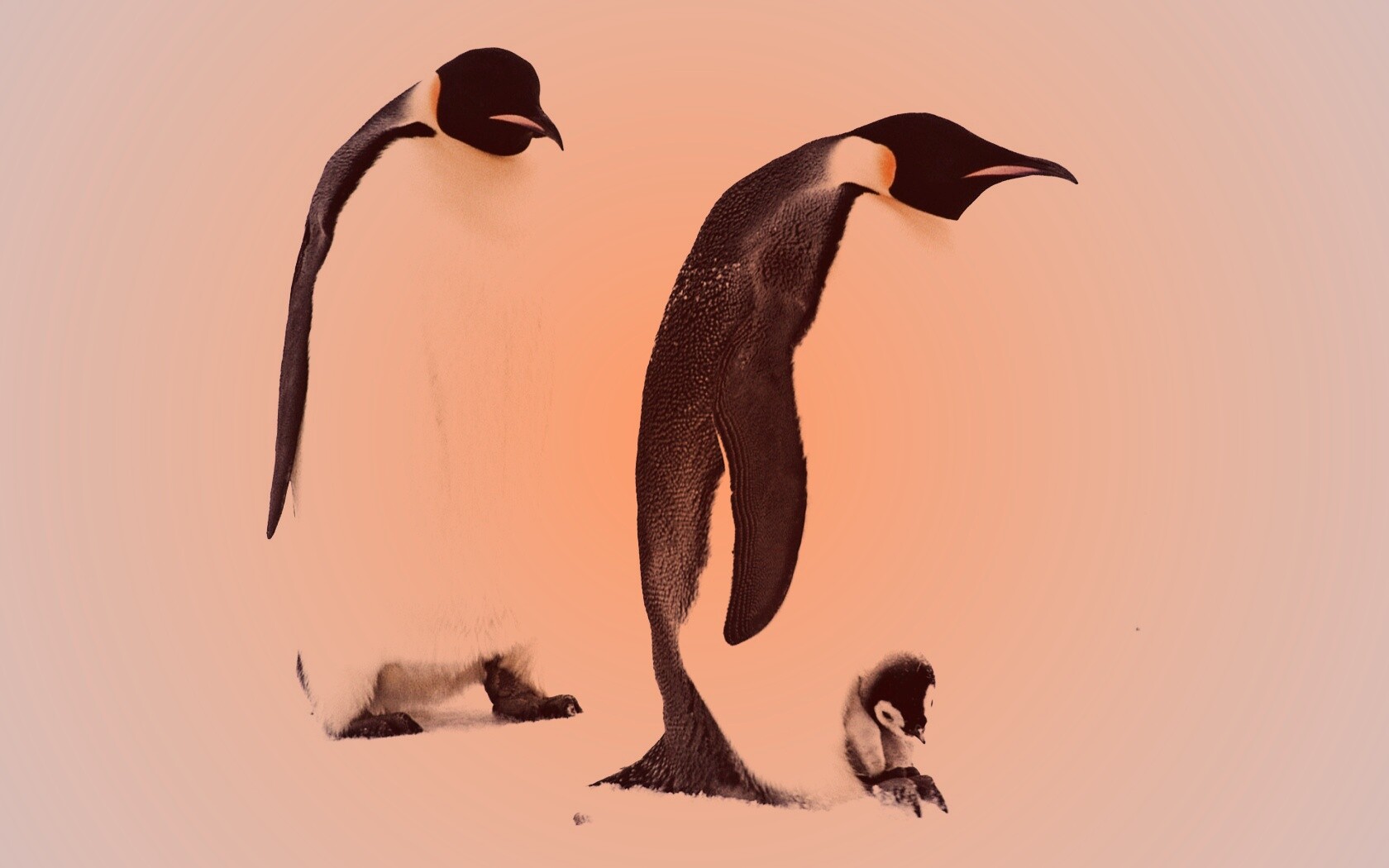 Семья пингвинов обои