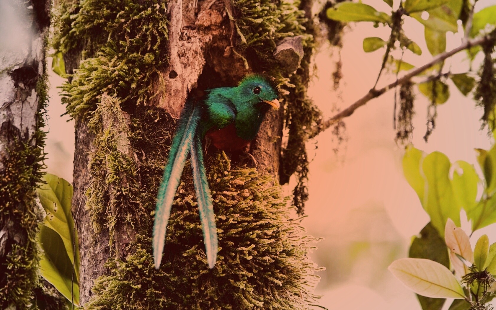 Райская птица в дупле обои