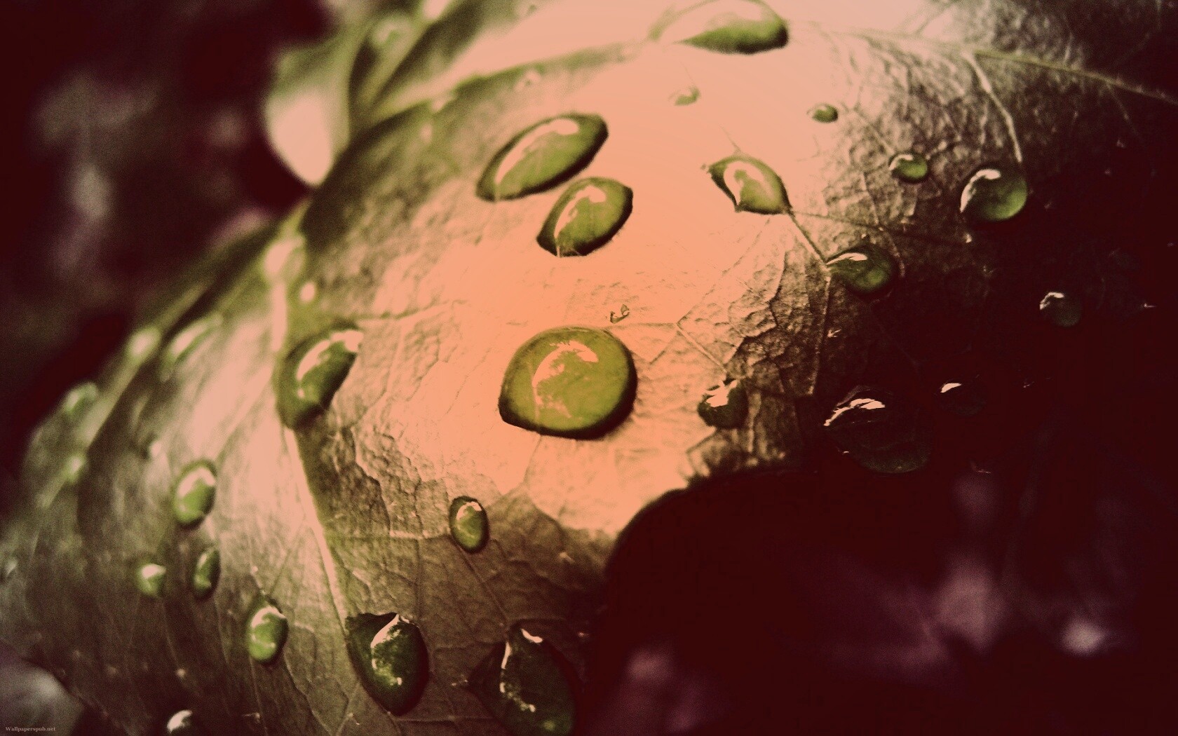 Капли росы на листе обои