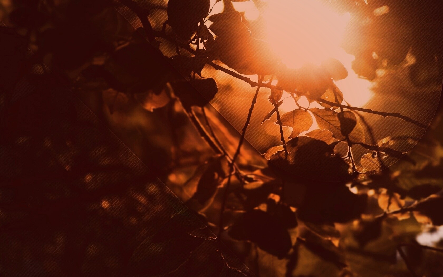 Солнце пробивается сквозь листву обои