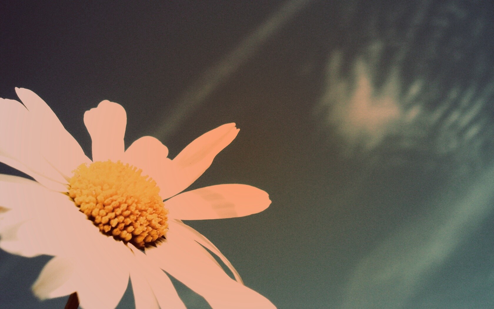 Ромашка на фоне синего неба обои