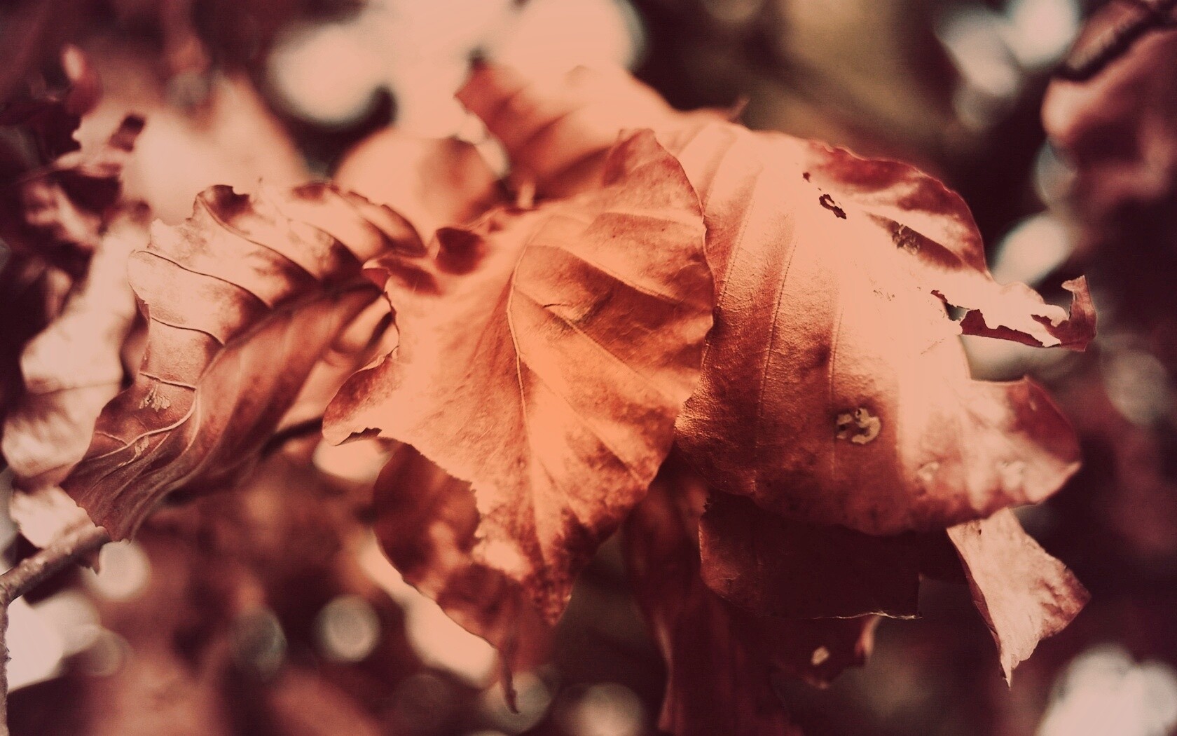 Засохший лист обои