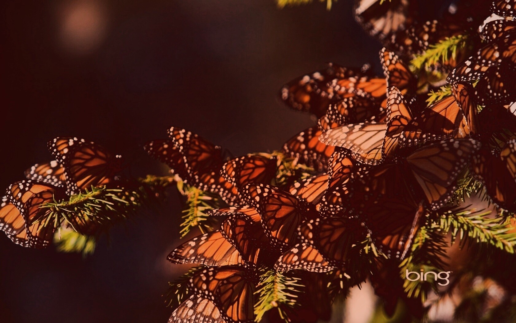 Бабочки облепили ёлку обои