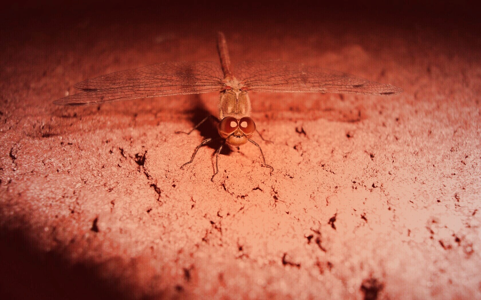 Стрекоза обои