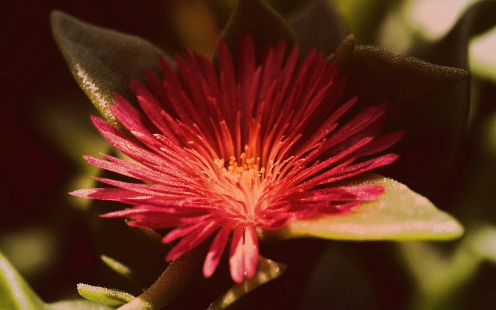 Чудесный цветок обои