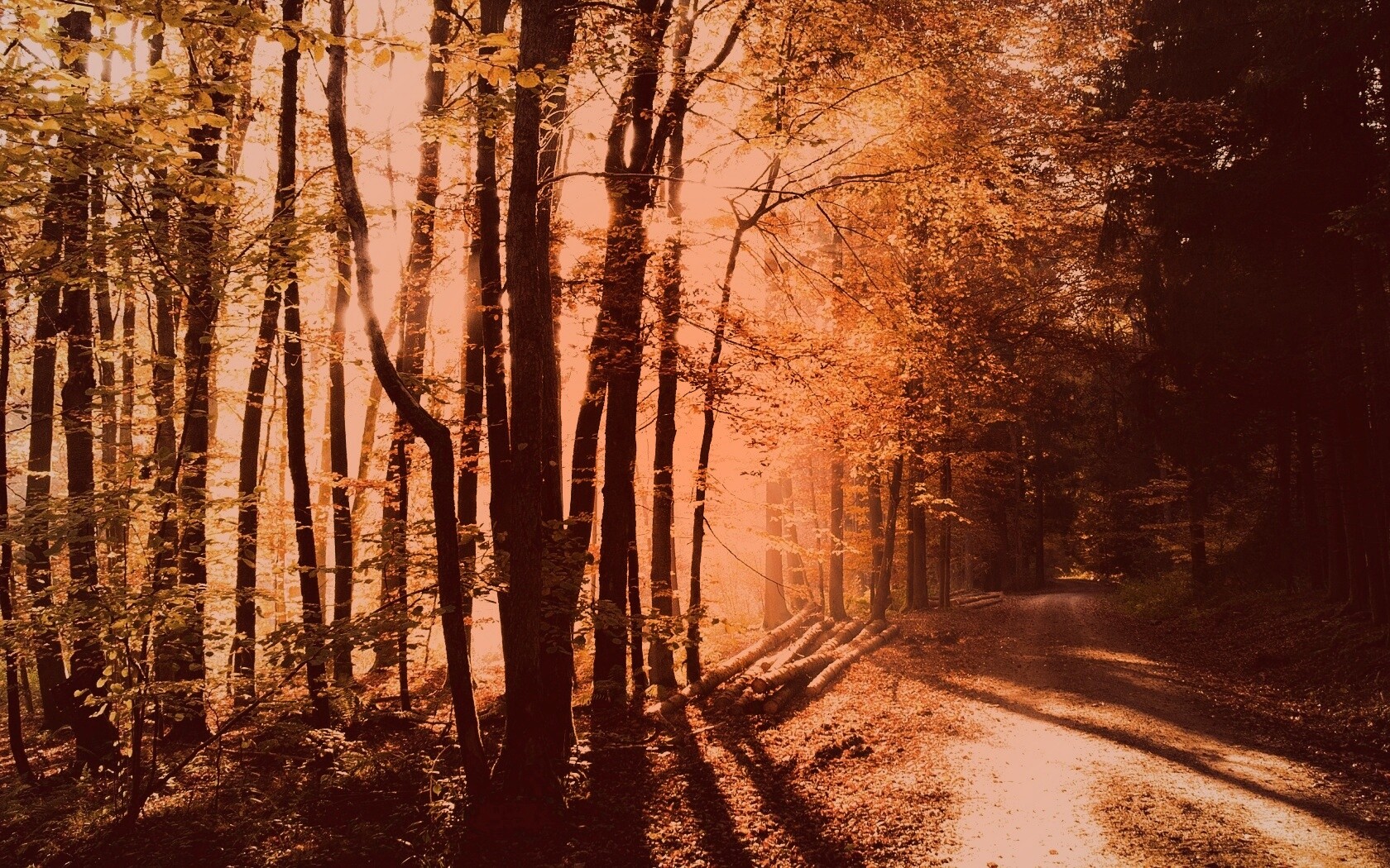 Дорога вдоль просеки в осеннем лесу обои