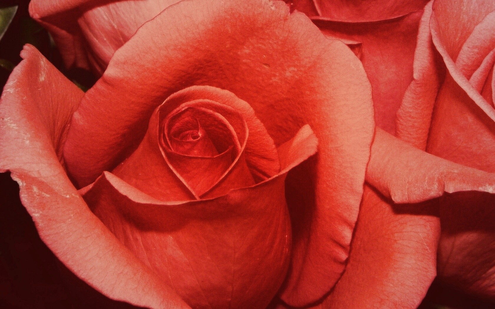 Бутон розы обои