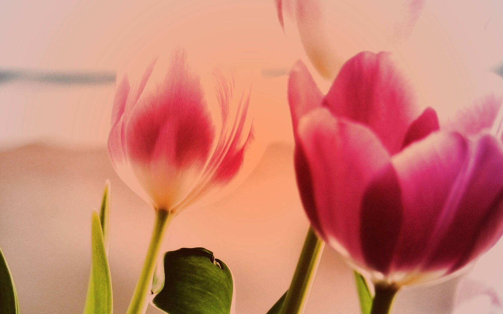 Тюльпаны обои