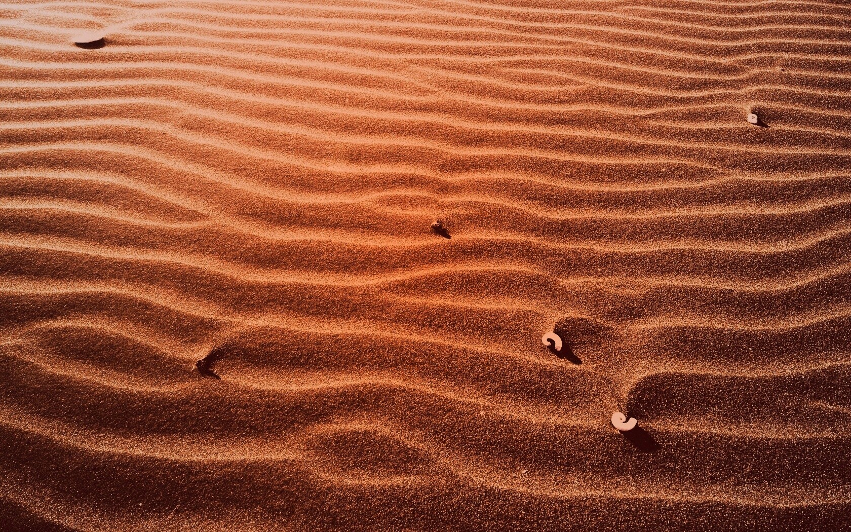 Песок и раковины обои
