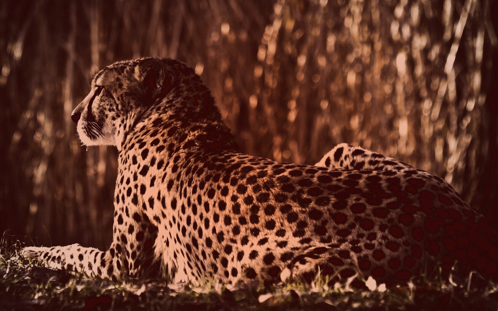 Гепард обои