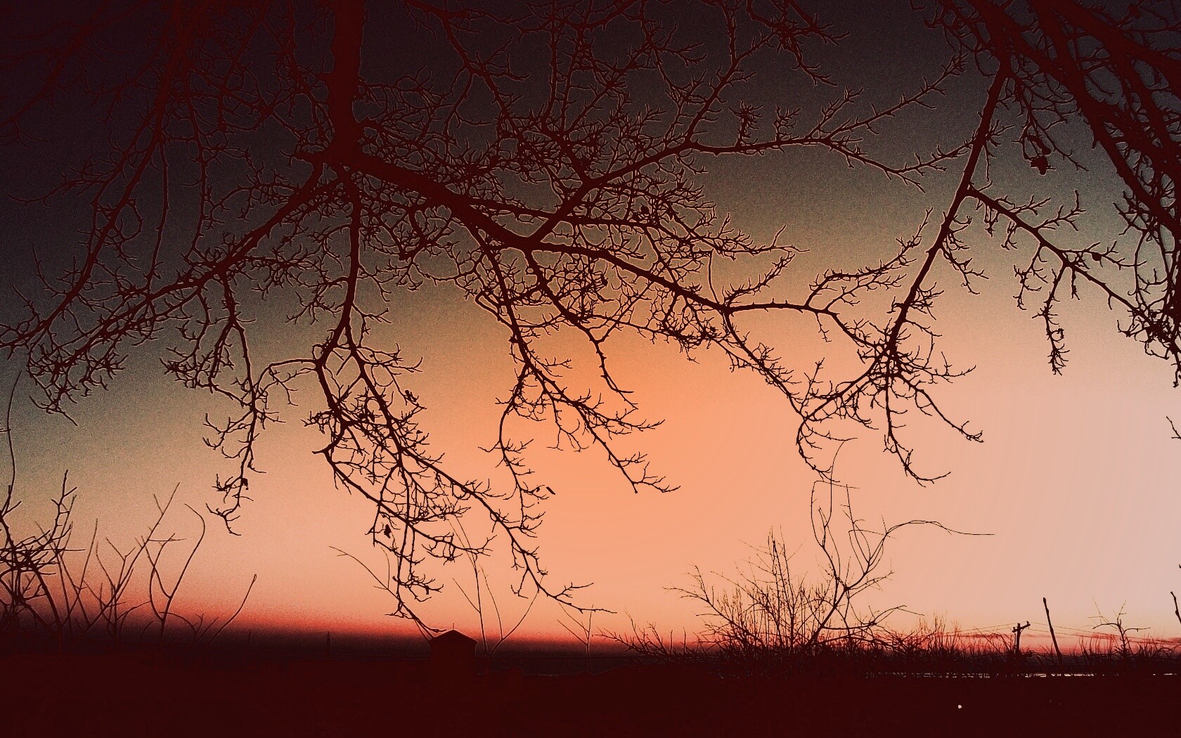 Закат сквозь ветки деревьев обои