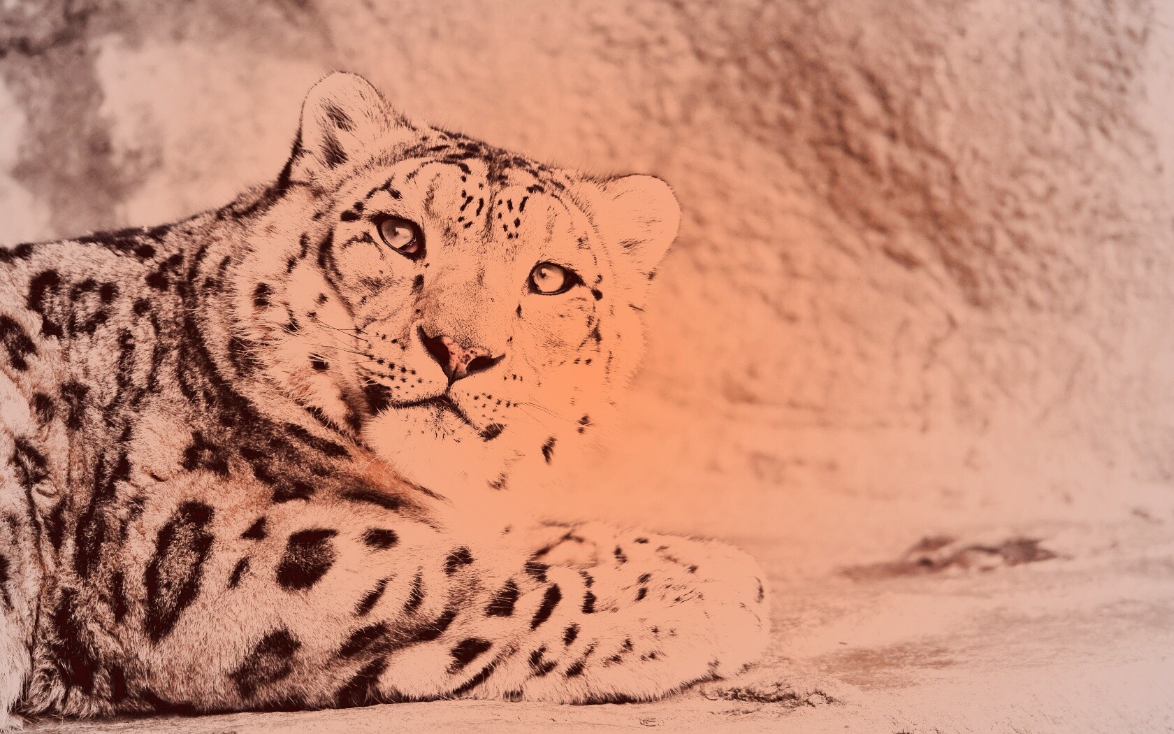 Снежный леопард обои