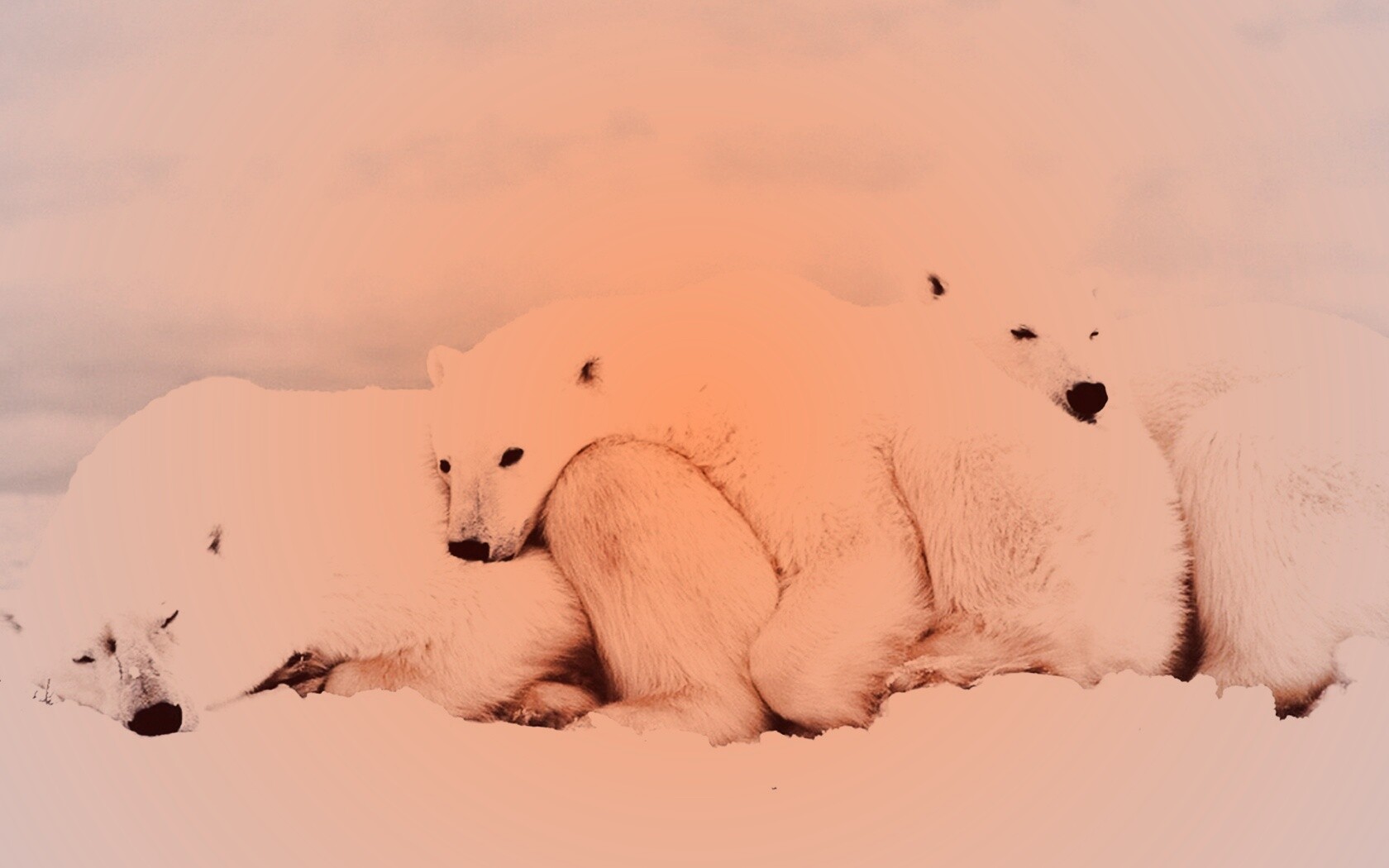 Белые мишки спят обои