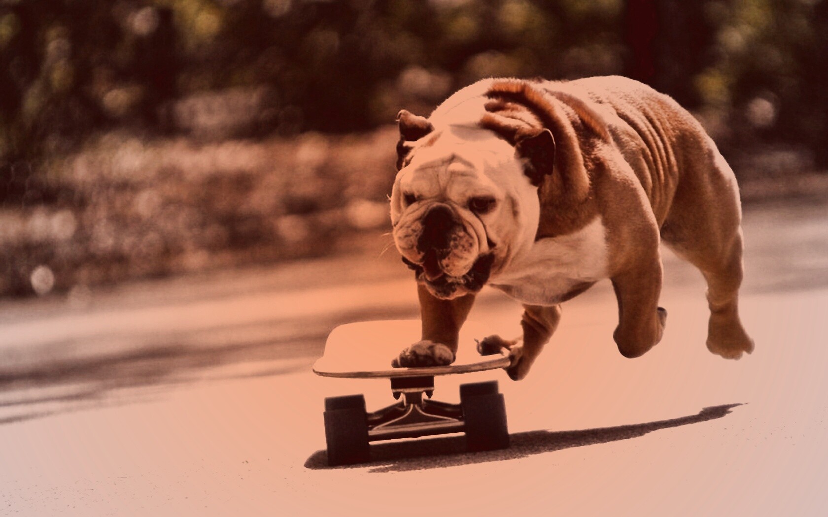 Собака на скейтборде обои