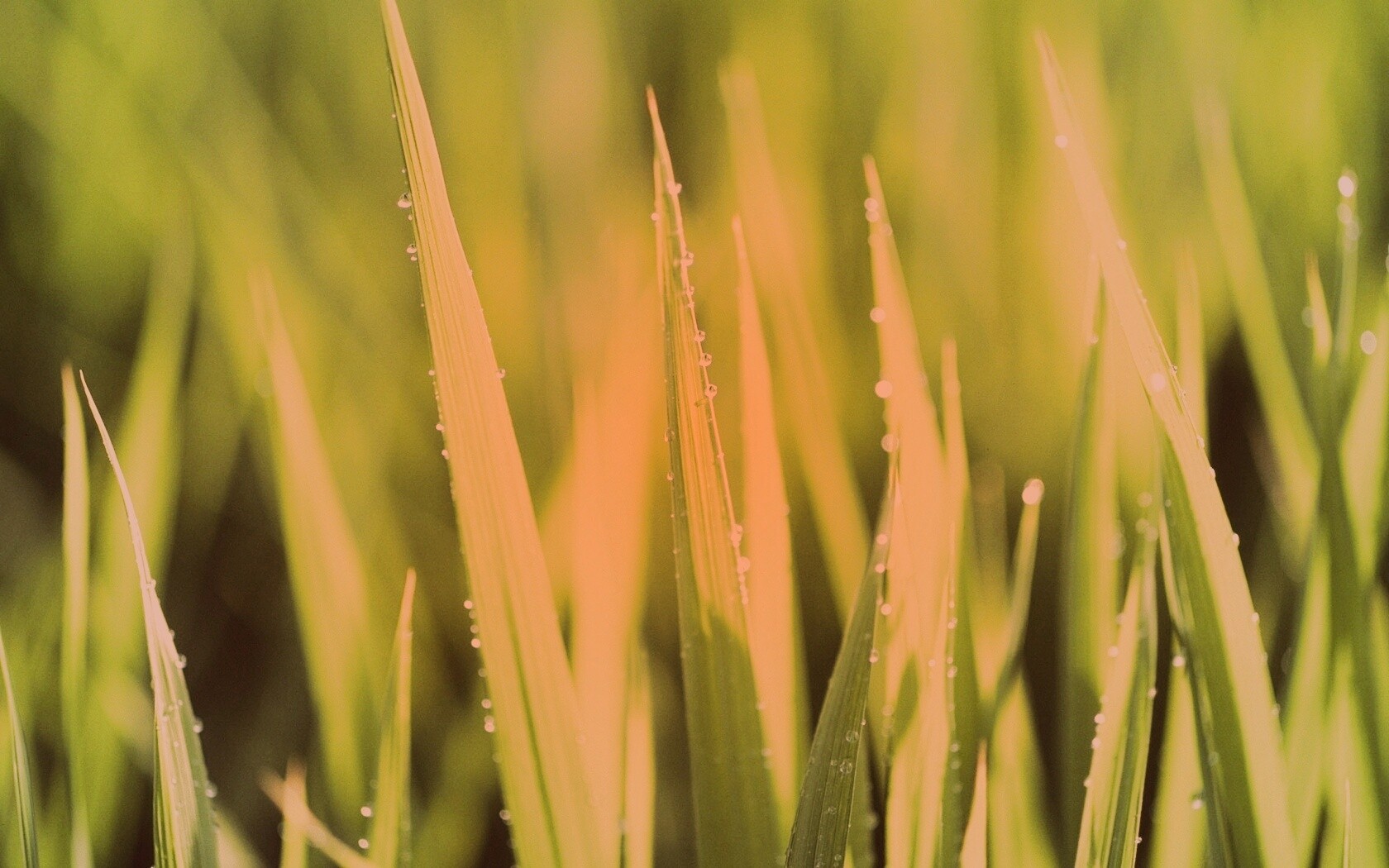 Яркая зеленая трава обои