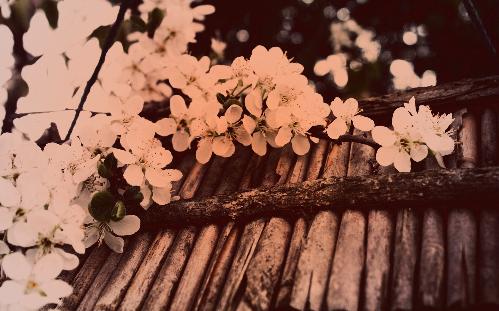 Веточка цветущей вишни обои