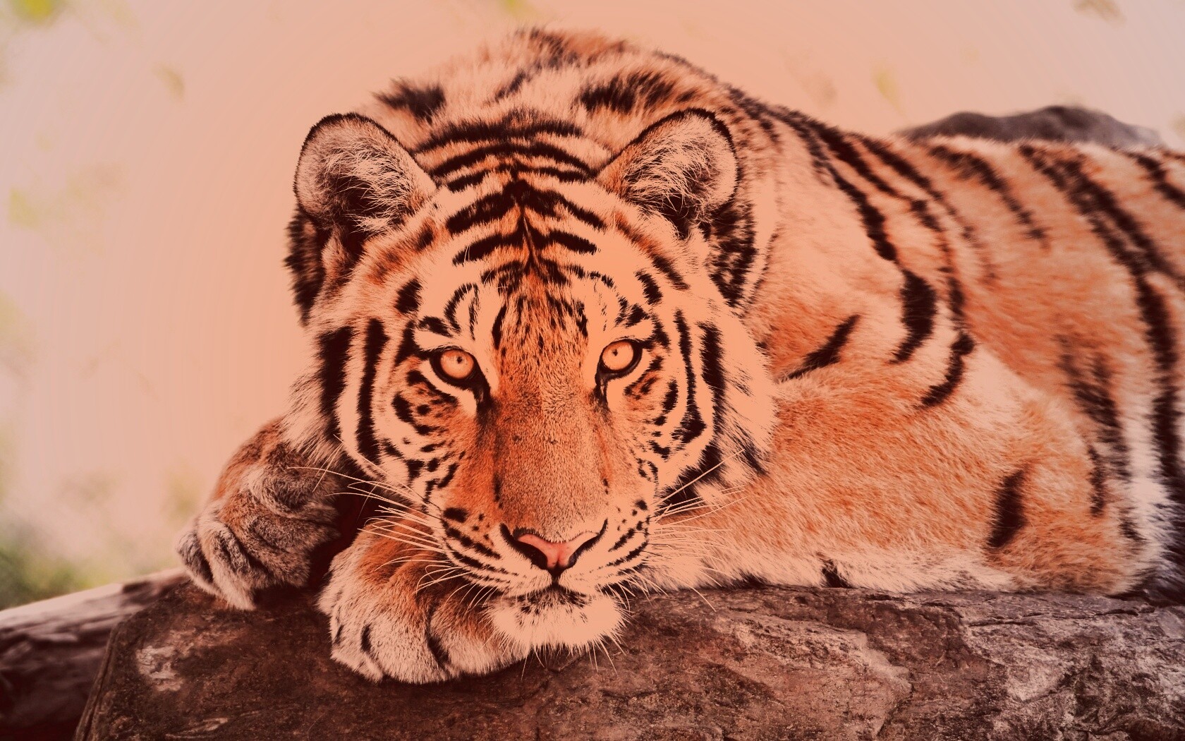 Большая полосатая кошка обои