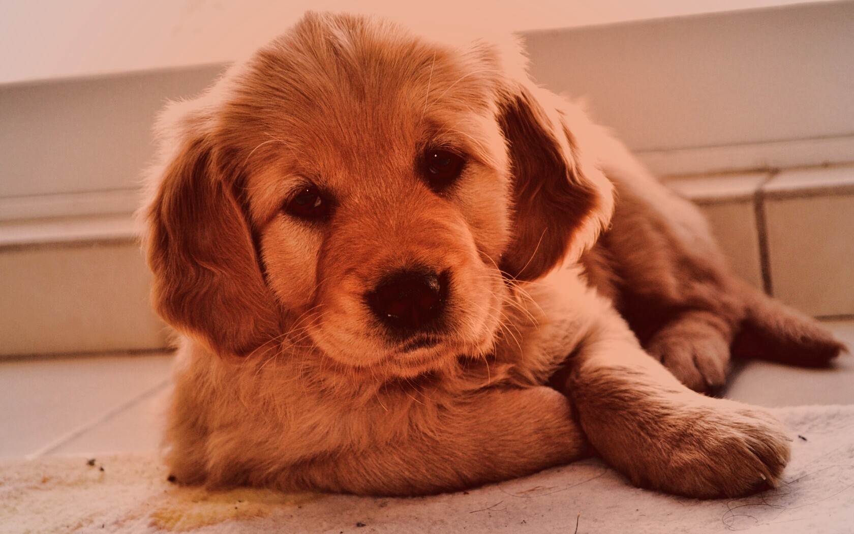 Сонный щенок лабрадора обои