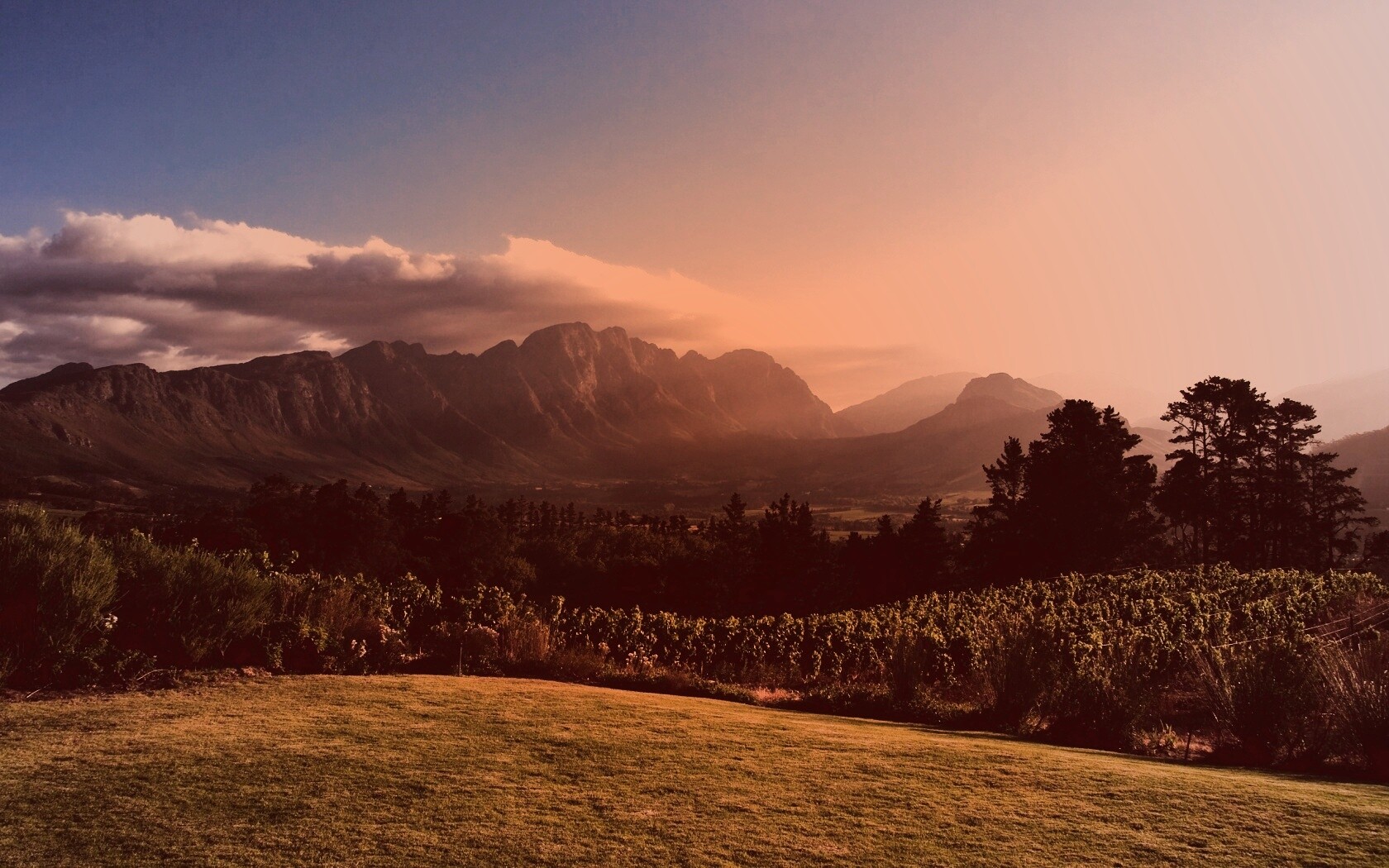 Виноградники в Африке обои