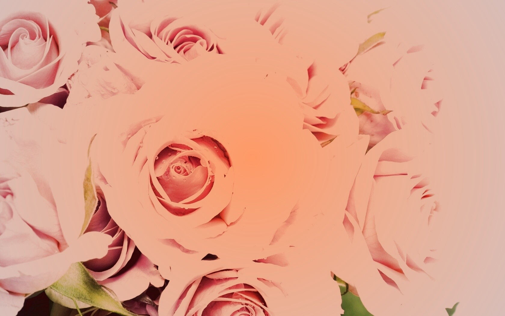 Букет розовых роз обои