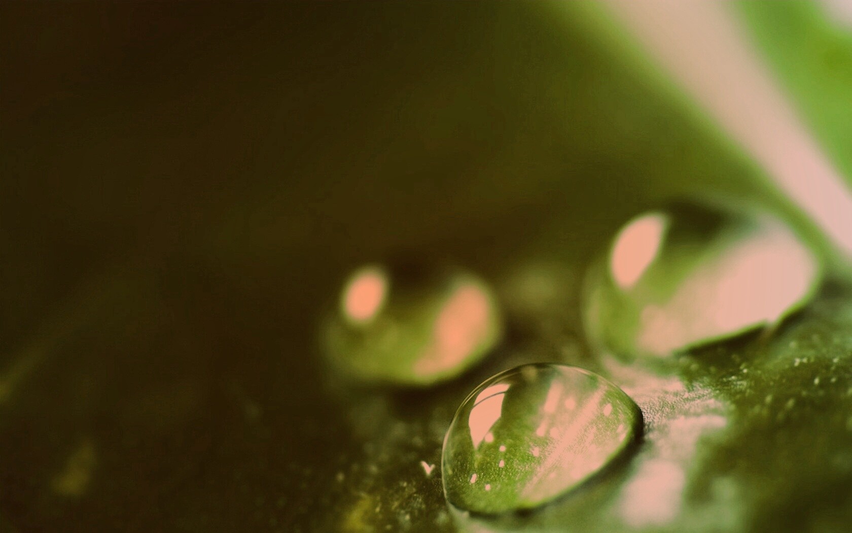 Зеленые капли росы обои