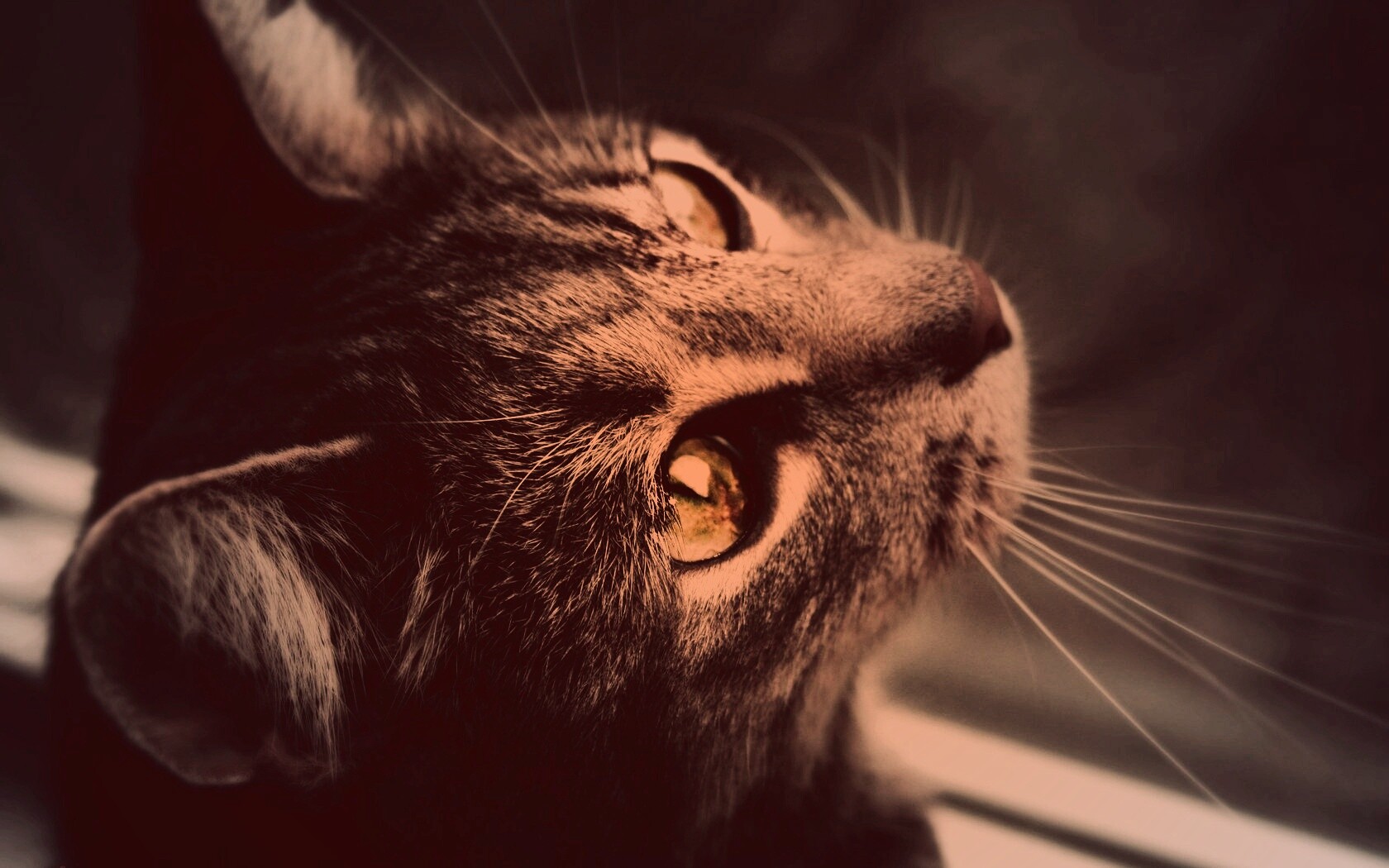 Кот с желтыми глазами обои