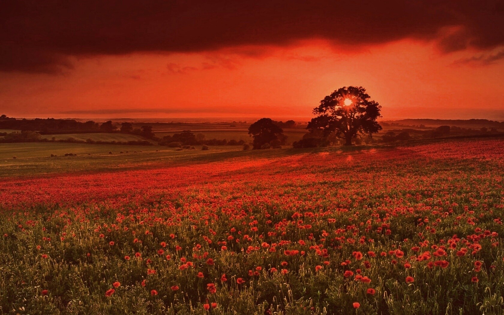 Закат на поле красных цветов обои