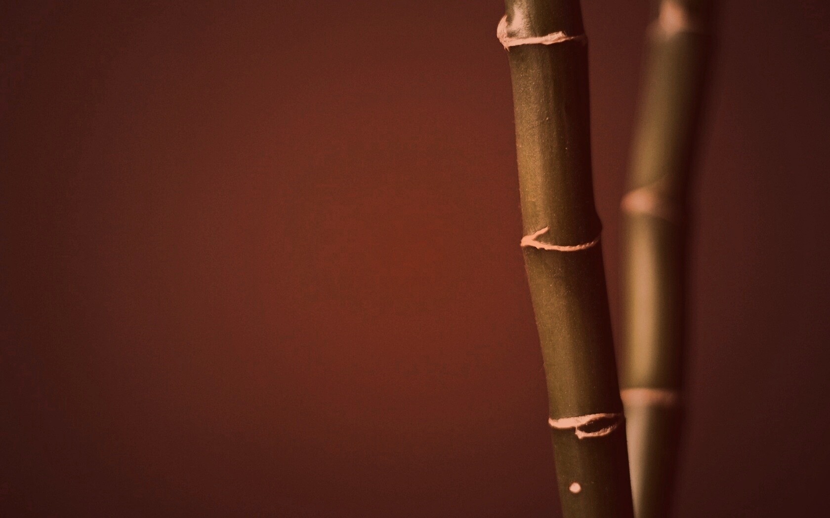 Макро фото стебля бамбука обои