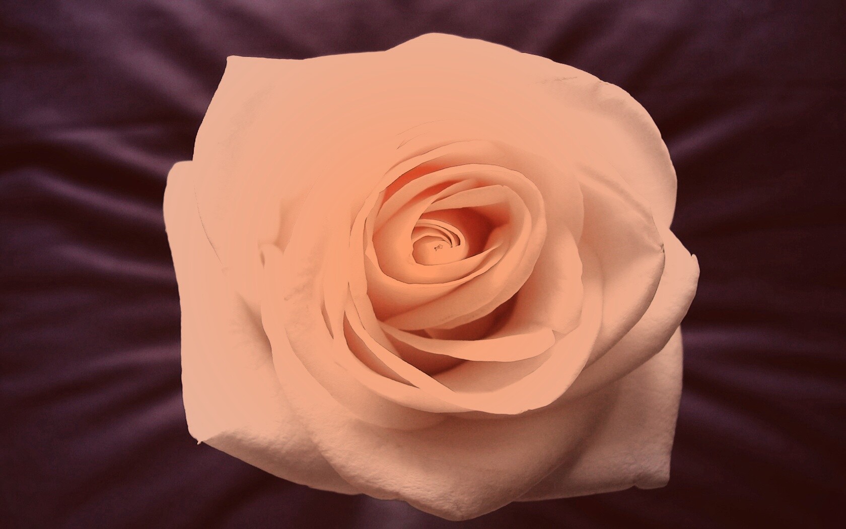 Белая роза на синей ткани обои