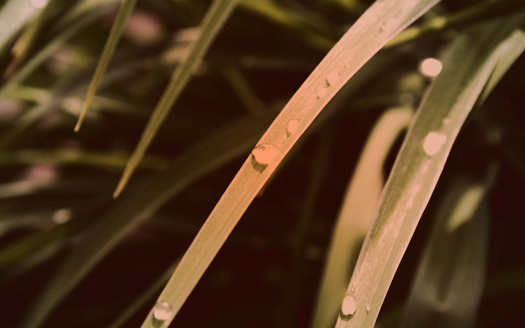 Капли росы на траве обои