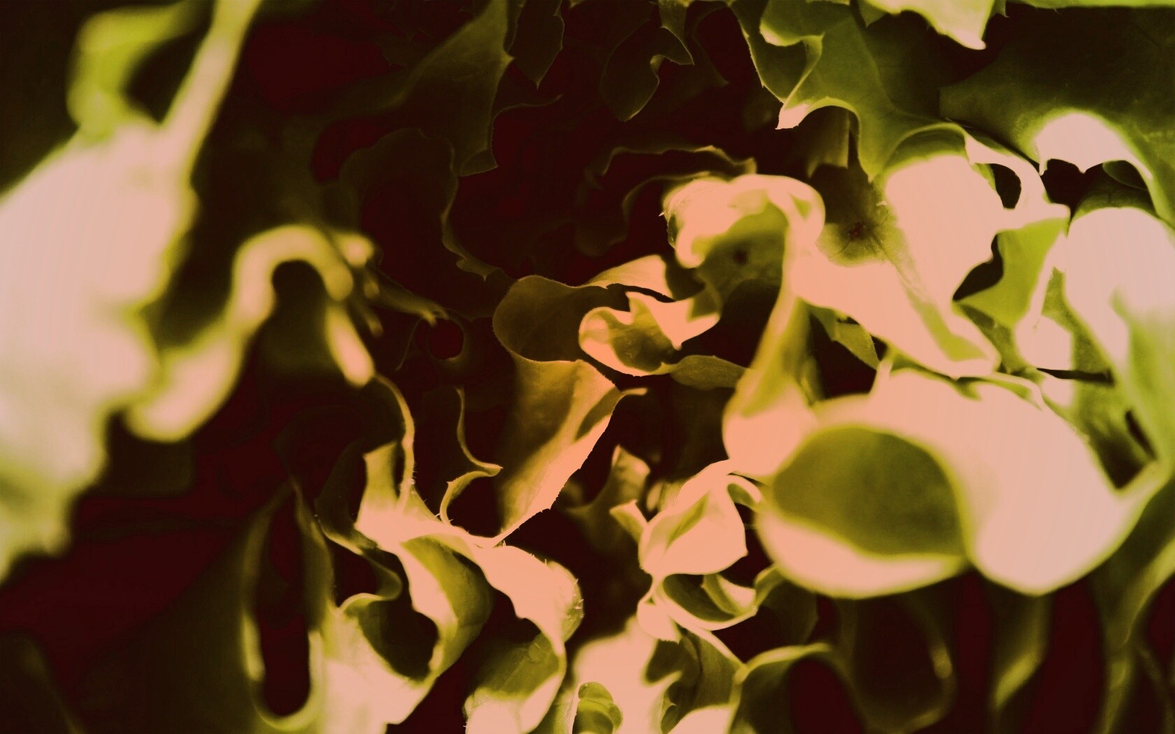 Зеленая листва обои