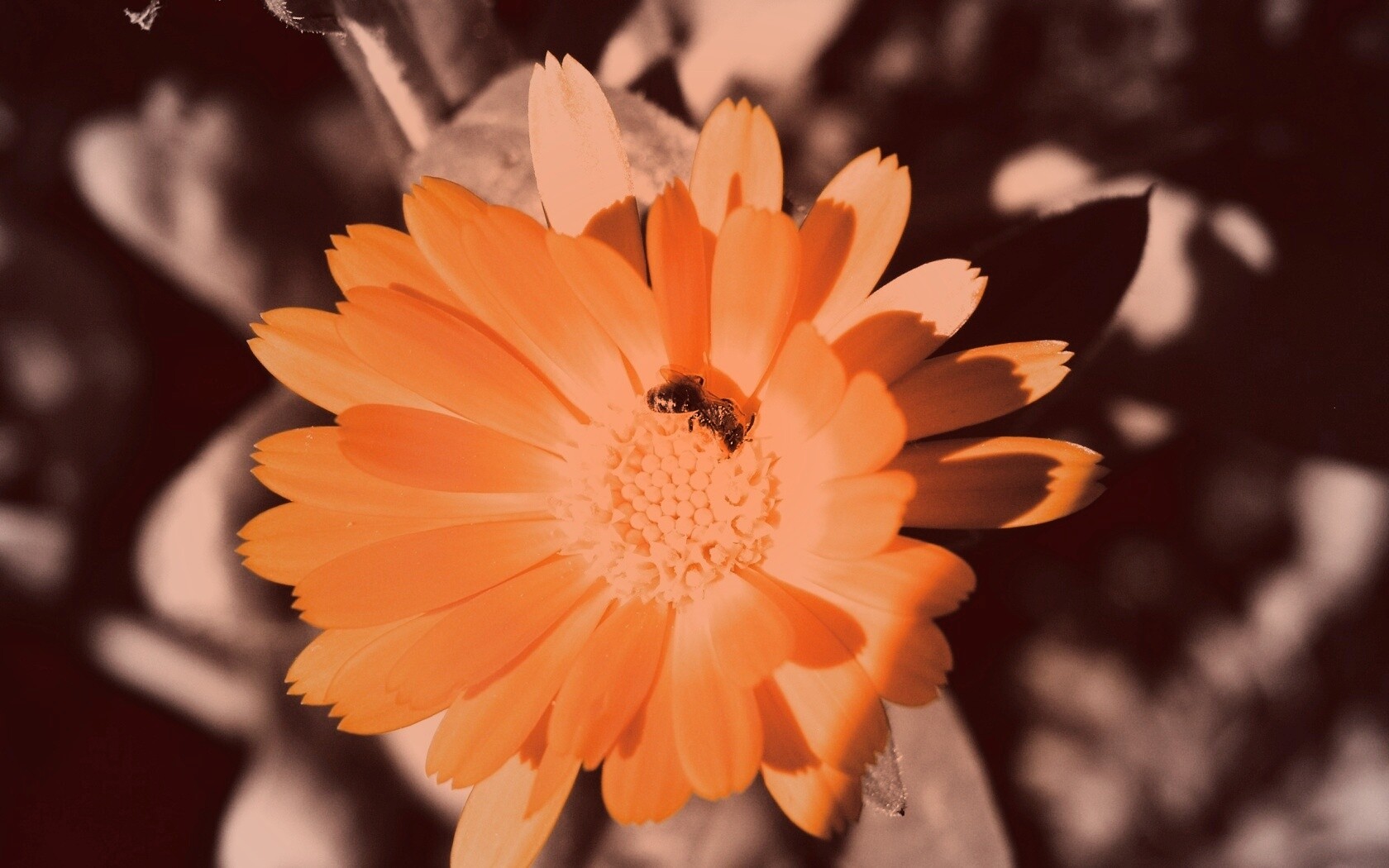 Оса на цветке обои