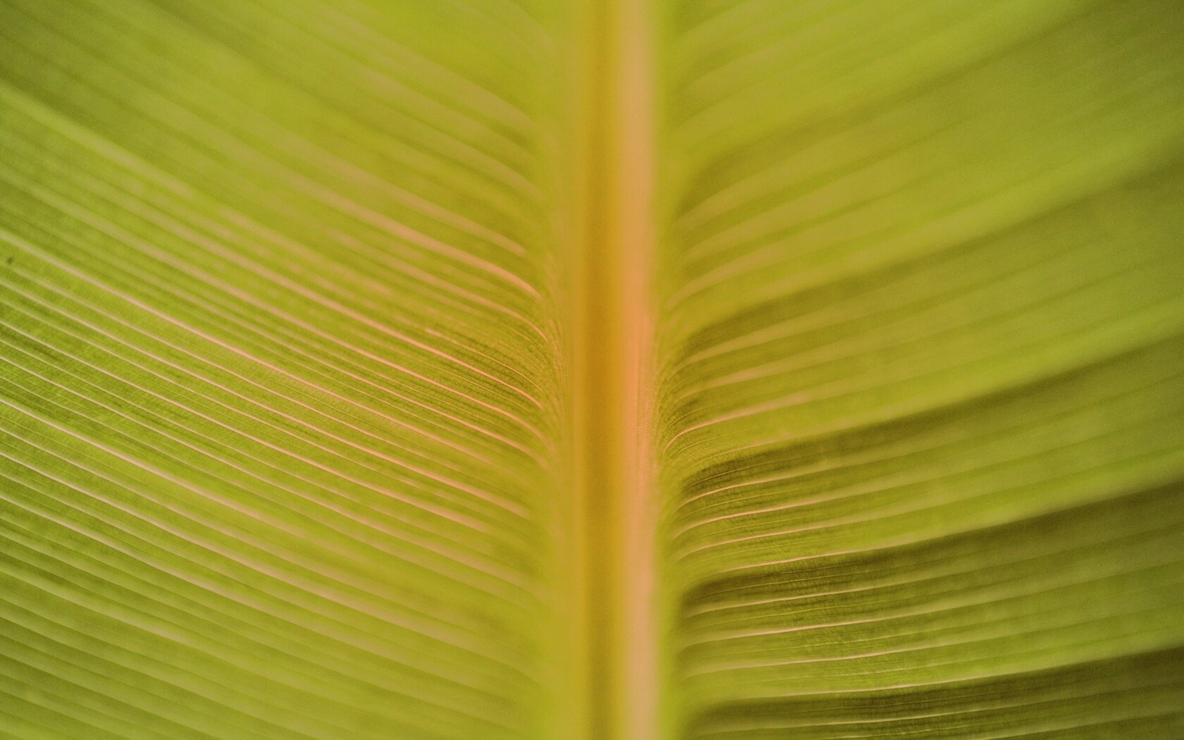 Макро фото листа обои